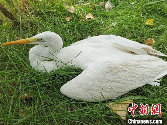 受傷虛弱的黃嘴白鷺?！⊥蹰_鵬 攝