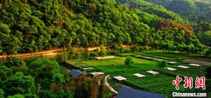 圖為航拍隴南市風(fēng)光，山體“綠意”四溢。(資料圖) 張平良 攝