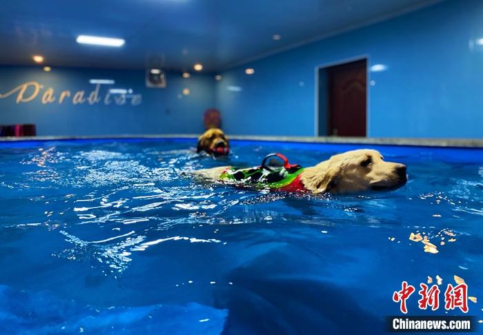 圖為寄養(yǎng)犬在寵物莊園的游泳池游泳。 張瑋 攝
