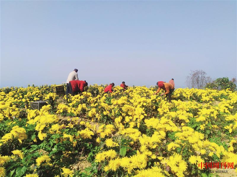 漫山遍野的金絲皇菊.jpg