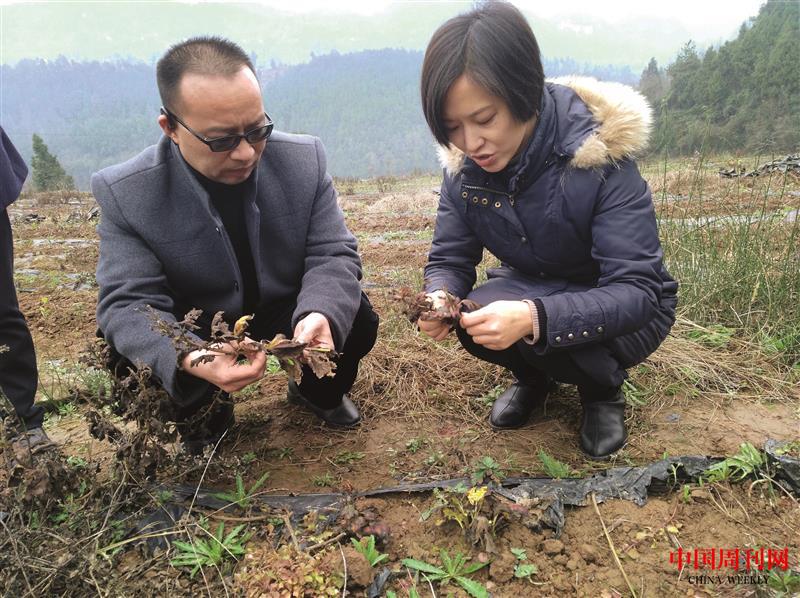 與四川省南江縣委常委、副縣長湯碧榮討論金絲皇菊的種植技術(shù)與技巧.jpg